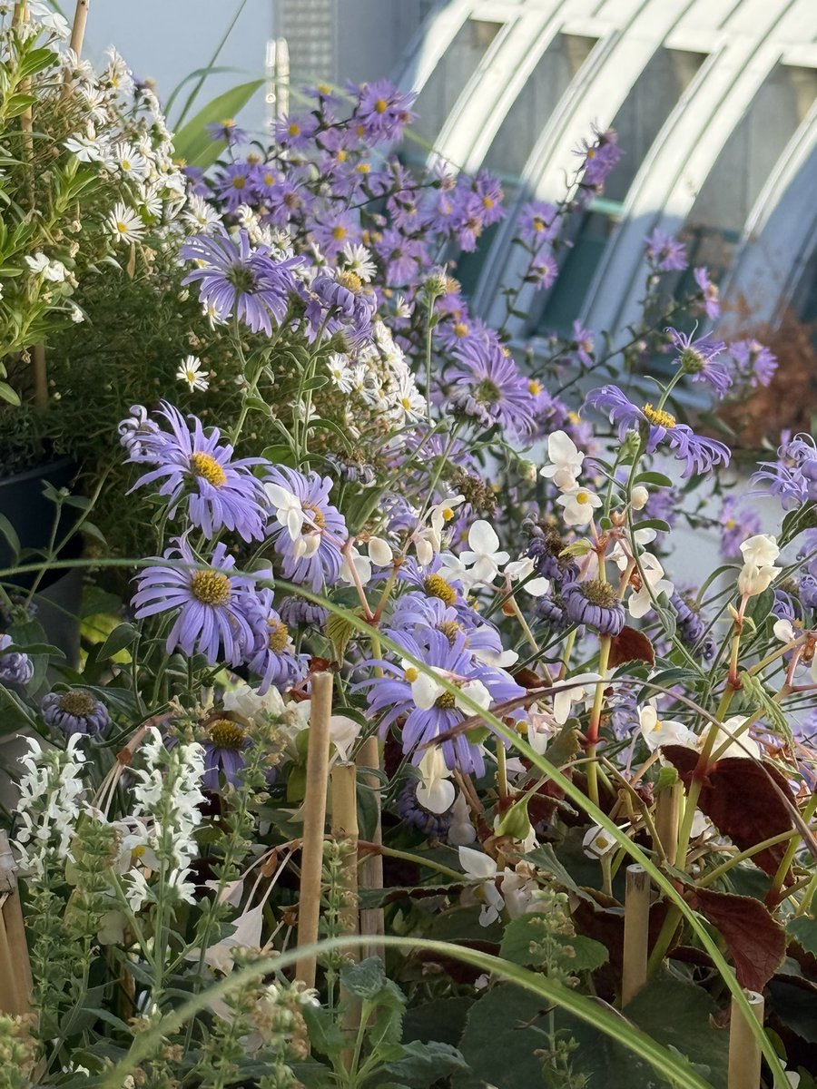 alaindelavie's tweet photo. Toutes les fleurs de mon Aster laevis ‘Calliope’ se sont ouvertes et les longues tiges qui ont poussé à l’extérieur de la rambarde de mon balcon se sont transformées en herbes de fleurs. #Balcon #fleurs #Automne #octobre #paris https://t.co/cRBe1J5VWj