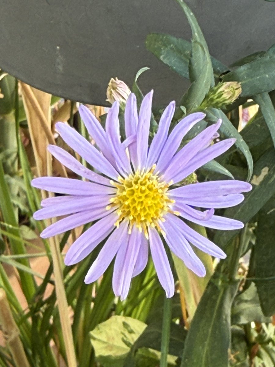 alaindelavie's tweet photo. Toutes les fleurs de mon Aster laevis ‘Calliope’ se sont ouvertes et les longues tiges qui ont poussé à l’extérieur de la rambarde de mon balcon se sont transformées en herbes de fleurs. #Balcon #fleurs #Automne #octobre #paris https://t.co/cRBe1J5VWj
