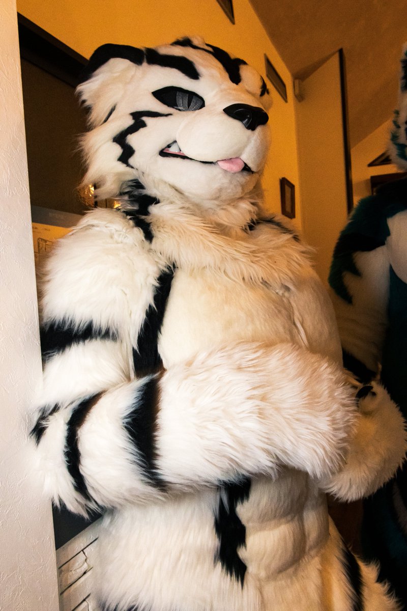 oyupon1's tweet photo. もふっきん増量キャンペーン
#FursuitFriday https://t.co/bi47ysb70D