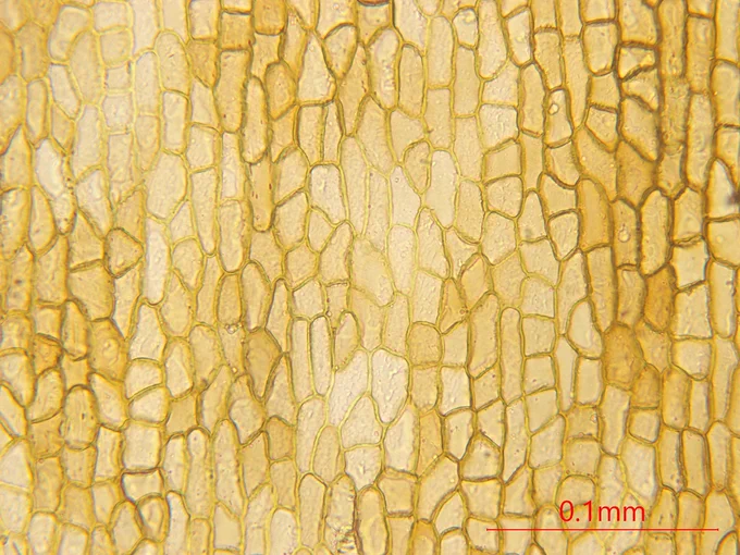 Image from 植物顕微鏡写真(趣味) (@plantbymicro)