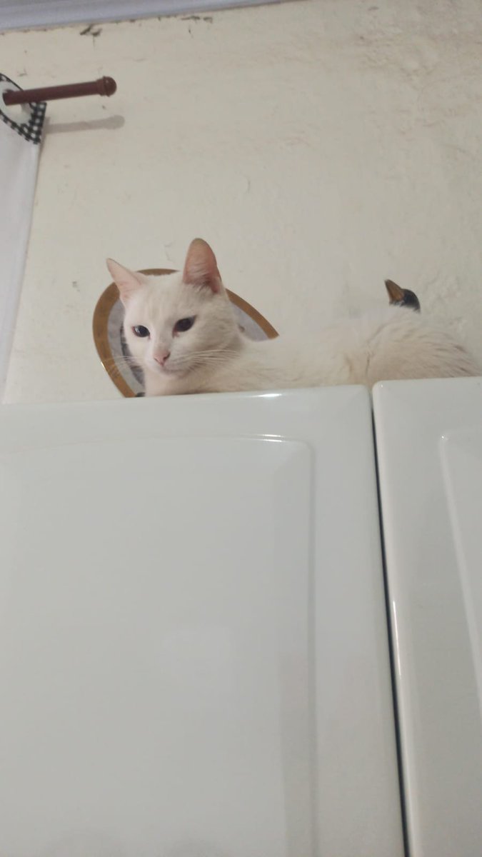 _PIXEL_133's tweet photo. @BuceteRage Ele é um gato, logo automaticamente vira um ser superior majestoso felino
Seu filho sofre da síndrome do gato fofinho, é raro, mas acontece sempre 
Minhas duas filhas, nascidas de parto natural tem essa síndrome https://t.co/s2nRhPo7ih