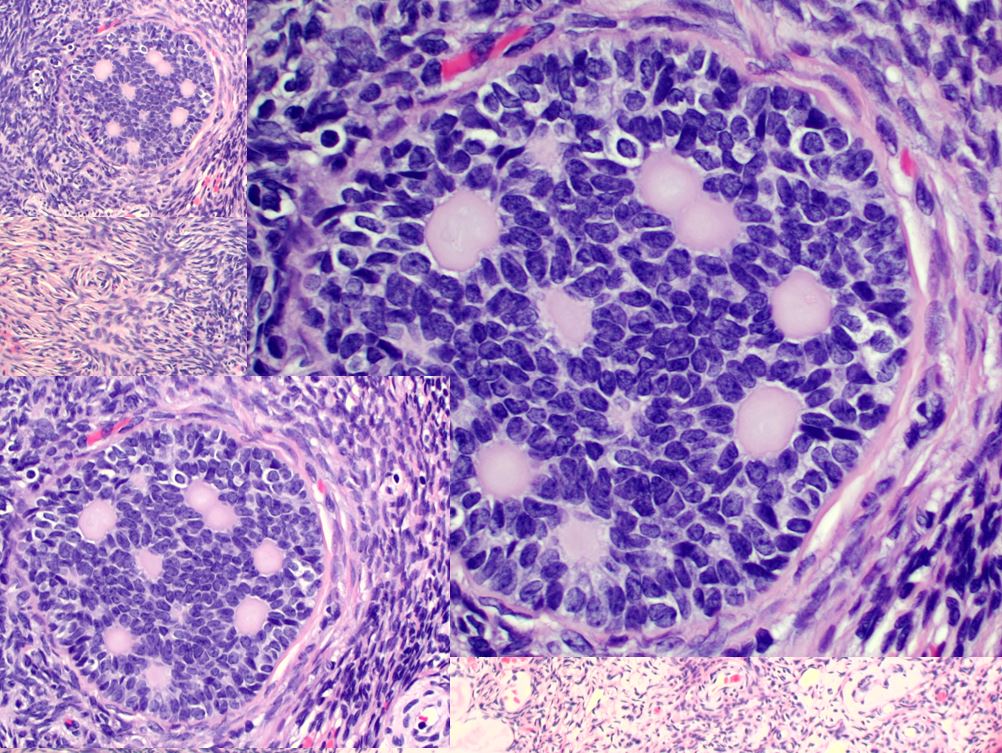 pathothama tweet picture