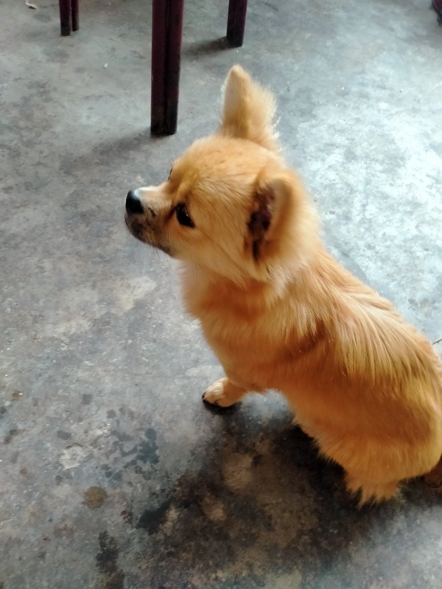 CarlenaLawppg's tweet photo. Mi perrito pasó de ser un cachorro pequeo que cabía en mi bolso a un compaero valiente de 20kg  Mira cómo crece la alegría! https://t.co/8McwqbgT5I