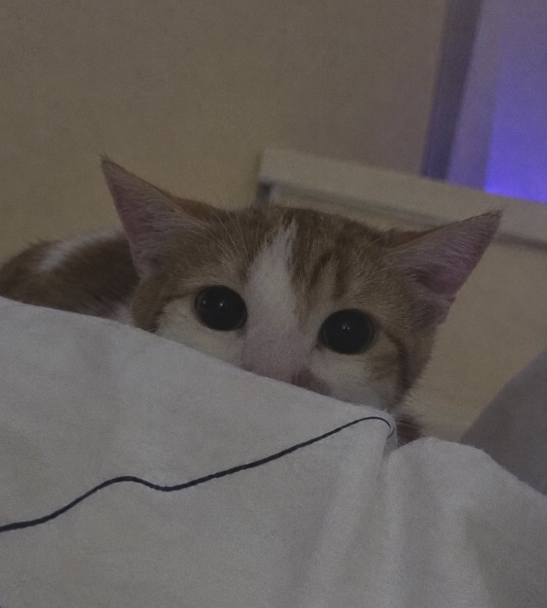 Elaa_1111's tweet photo. How can anyone hate cats 😔 https://t.co/6ez20IJwnc