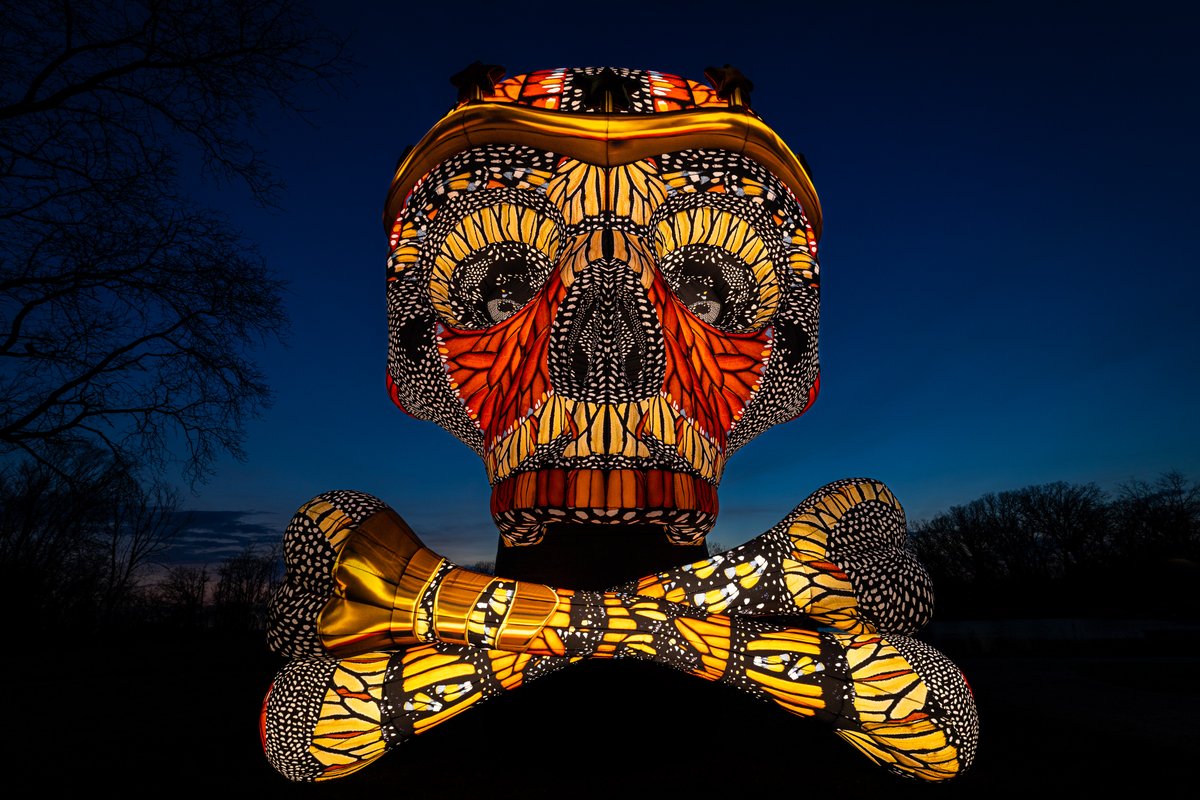 chicagobotanic's tweet photo. New this year at #NightOf1000JackOLanterns 🎃, Monarch Skull by artist Alyse Gamson is a 20-foot illuminated sculpture that invites viewers to reflect on change, resilience, and the fleeting beauty of nature.  Snag tickets: https://t.co/7Fia2djPNh https://t.co/63eRHgL1vK