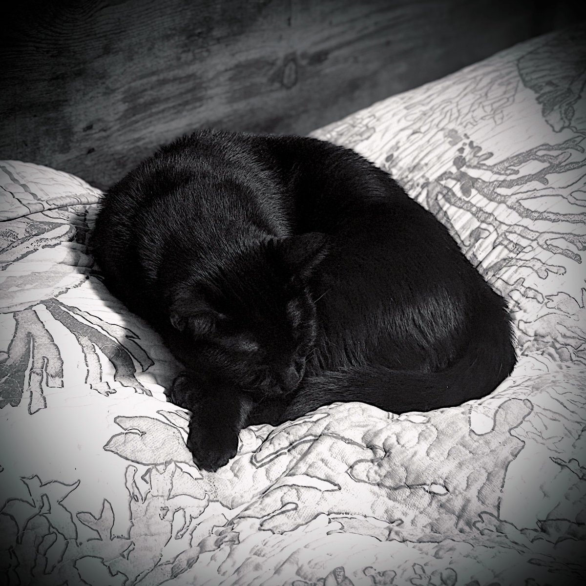 MelanieMoonlite's tweet photo. Portrait of my kitty, Onyx: ๐ถ Soft kitty, warm kitty โก๏ธ Little ball of fur โก๏ธ Happy kitty, sleepy kitty โก๏ธ Purr, purr, purr ๐ถ
#Cats #Kitties #BlackCats #Cute
#Photography #CatPortrait #Cuteness
Lyrics Credit: Chris & Pui ๐โโฌ
CC: @Oddwhims @erincheshirecat ๐ฅฐ https://t.co/cJvTVPHhTK
