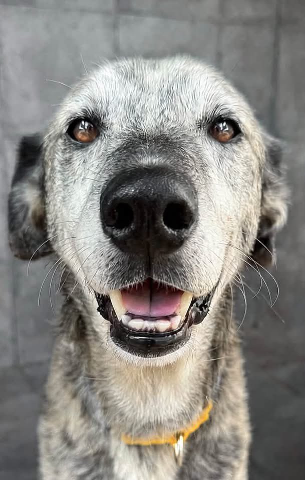 GalgosdelSol's tweet photo. REX NEEDS A HOME 🐾❤️ 
Rex is 10 years old and has had a shockingly horrible life. 
He was rescued from a hoarding situation and then taken to a perrera, where he struggled because he had never been properly socialised. 
With time, he became more sociable. Rex is a really sweet teddy bear who would love a quiet, kind home where he can finally feel safe. 
He would be perfectly happy as an only dog, although he does get along with other dogs. He also enjoys his own company and is quite happy simply walking side by side with his person. 
He doesn’t need much — just someone who will give him patience, love and the peaceful life he has never had ❤️ 
Rex has just been castrated, had a dental, and has tested negative for diseases. 
He is READY TO GO🙏 
Please, please share Rex 🙏🏻❤️Maybe his person is out there, and together we can help him find the home he so desperately deserves. 🐾❤️