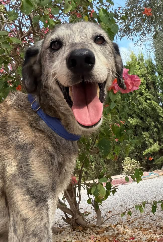 GalgosdelSol's tweet photo. REX NEEDS A HOME 🐾❤️ 
Rex is 10 years old and has had a shockingly horrible life. 
He was rescued from a hoarding situation and then taken to a perrera, where he struggled because he had never been properly socialised. 
With time, he became more sociable. Rex is a really sweet teddy bear who would love a quiet, kind home where he can finally feel safe. 
He would be perfectly happy as an only dog, although he does get along with other dogs. He also enjoys his own company and is quite happy simply walking side by side with his person. 
He doesn’t need much — just someone who will give him patience, love and the peaceful life he has never had ❤️ 
Rex has just been castrated, had a dental, and has tested negative for diseases. 
He is READY TO GO🙏 
Please, please share Rex 🙏🏻❤️Maybe his person is out there, and together we can help him find the home he so desperately deserves. 🐾❤️
