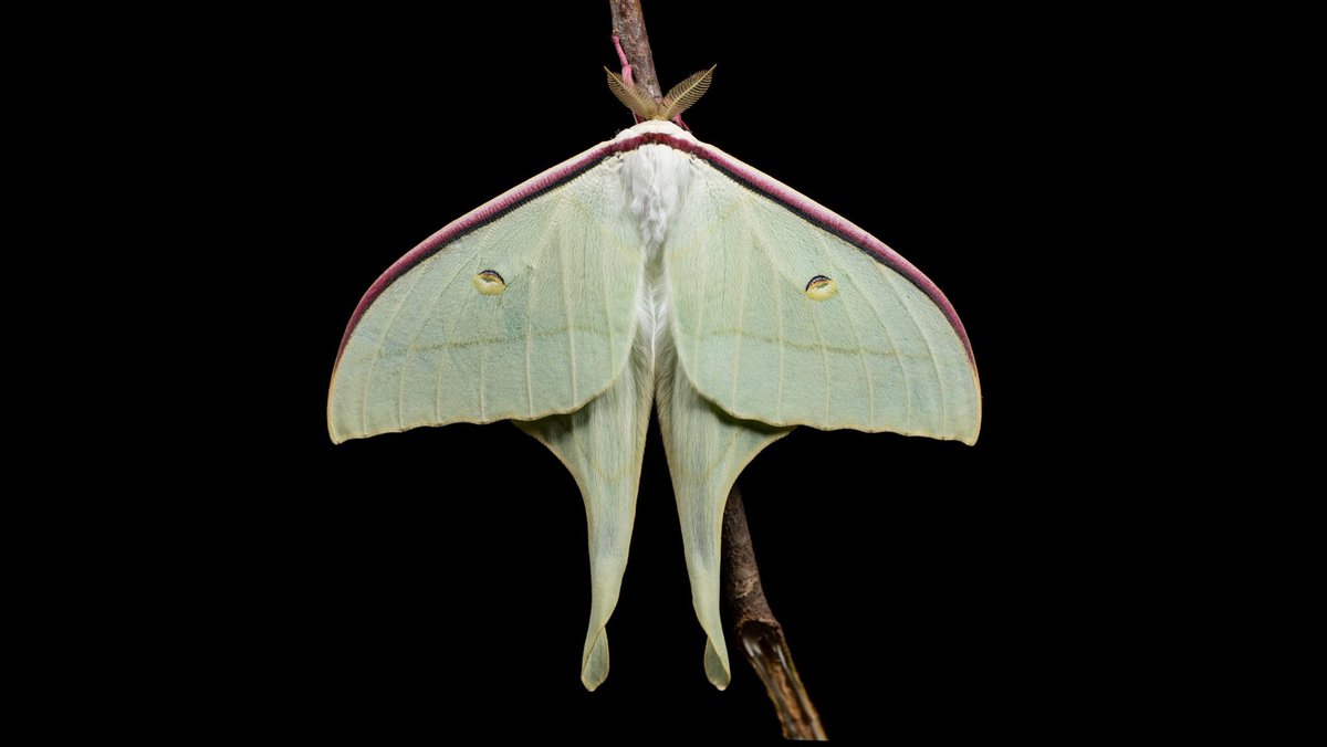 insectsdaily's tweet photo. Chinese Moon Moth (Actias ningpoana)

Diet: leaves of sweetgum, walnut, hawthorn, willow, camphor

Region: China, Russia (Far East), India

Fun fact: Adults don't eat at all—they only live about a week to find a mate

Credit: 冯浈皓 (Feng Zhenhao) https://t.co/UK4XBQpCZQ
