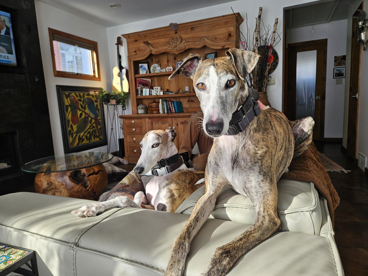 RememberNormal_'s tweet photo. @catturd2 I've loved every dog I ever rescued, but the two I have now, maybe because I'm retired and home with them, are literally my life. They are rescued Galgos from Spain. https://t.co/5YRzHcp42B
