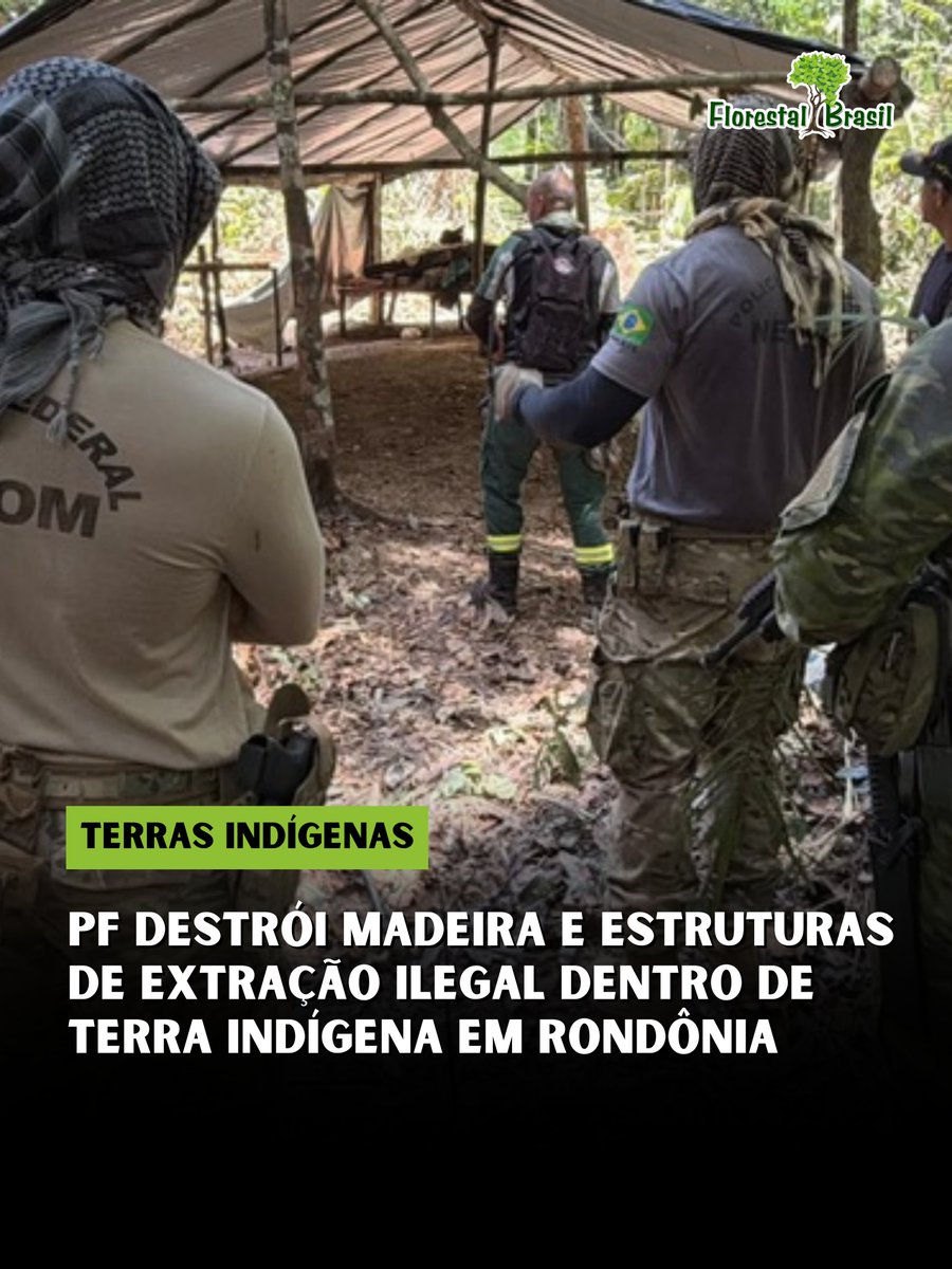 florestalbrasil's tweet photo. A Polícia Federal deflagrou na terça-feira (29/9) a Operação Ramal Fechado, para combater a extração ilegal de madeira na Terra Indígena Igarapé Lage, no município de Nova Mamoré, em Rondônia.

A ação começou após informações e denúncias sobre a retirada ilegal de madeira na região da Linha 8-C. Durante a operação, as equipes destruíram a madeira, as estruturas e os materiais usados na extração, com o objetivo de interromper a atividade e dificultar o transporte do produto para fora da área.

A operação contou com o apoio do Batalhão de Polícia de Fronteira (BPFron) da Polícia Militar de Rondônia e da Fundação Nacional dos Povos Indígenas (Funai).

Terras indígenas são áreas protegidas por lei, e a retirada de madeira sem autorização dentro delas é crime ambiental.

Fonte: Polícia Federal.

#terrasindigenas #rondonia #madeirailegal #amazonia #policiafederal