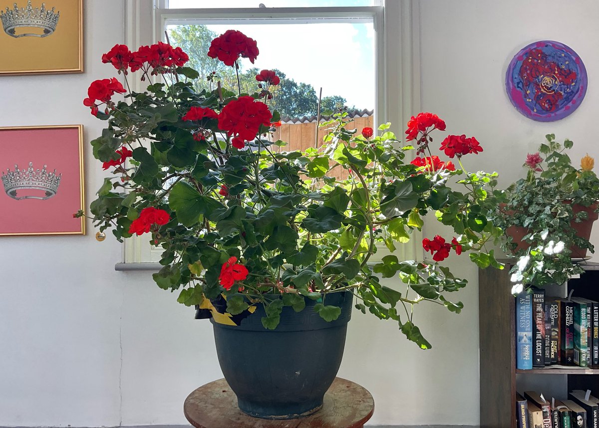 skylark22BHC1's tweet photo. Wonderful display of geraniums inside Sundridge Park station booking office today - in fact the whole station is spotless. Well done! #sundridgepark #bromlry @Se_Railway @bbcweather @SallyWeather https://t.co/Y1PlsDYsf0