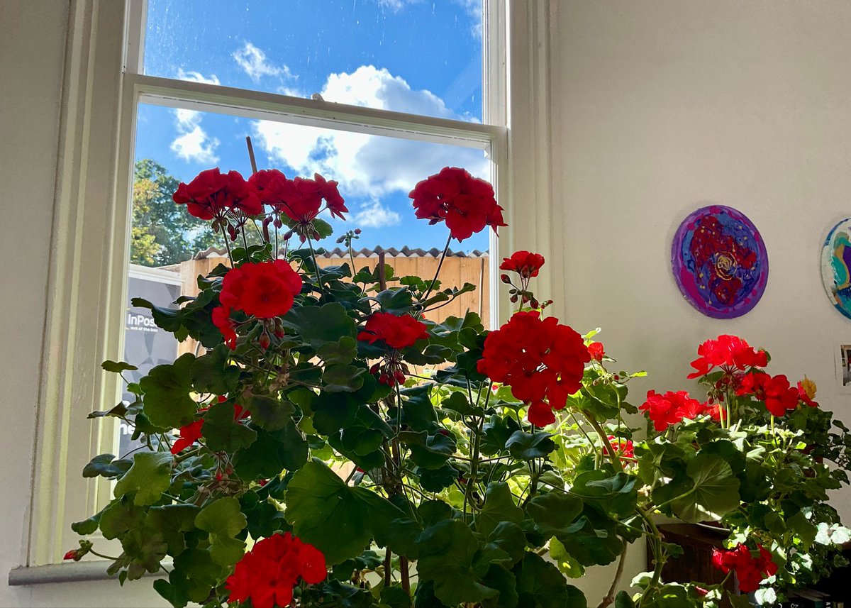 skylark22BHC1's tweet photo. Wonderful display of geraniums inside Sundridge Park station booking office today - in fact the whole station is spotless. Well done! #sundridgepark #bromlry @Se_Railway @bbcweather @SallyWeather https://t.co/Y1PlsDYsf0