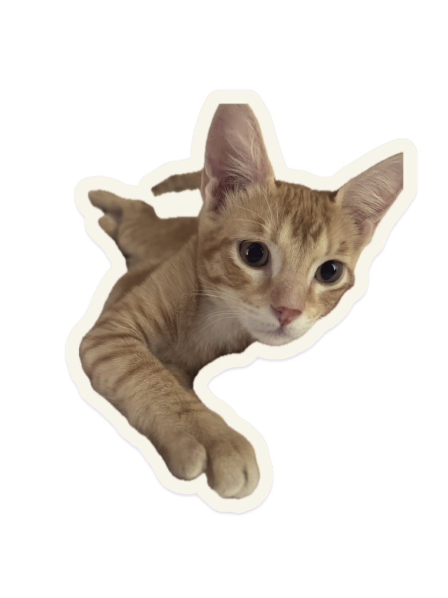 AlertaMePerdi's tweet photo. #PERDIDA #SAMBORONDON
Nombre: #Nala
Fecha: 2026-09-04
Sector: Sur, Ciudadela Central Park Samborondon
Sexo: Hembra
Raza: Gato naranja
Observación: Naranja, ojos caídos, pequeña, maúlla demasiado
Contacto: 991317978
¡Ayúdalo a volver con su familia!
 #AlertaMePerdí https://t.co/PnertcU5Hn