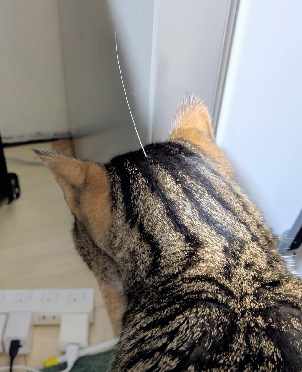 cat_tetoteto's tweet photo. かわいすぎてずっと差しておきたい気持ちと、失くならないように回収したい気持ちが闘っている https://t.co/1MXlZ5JGaR