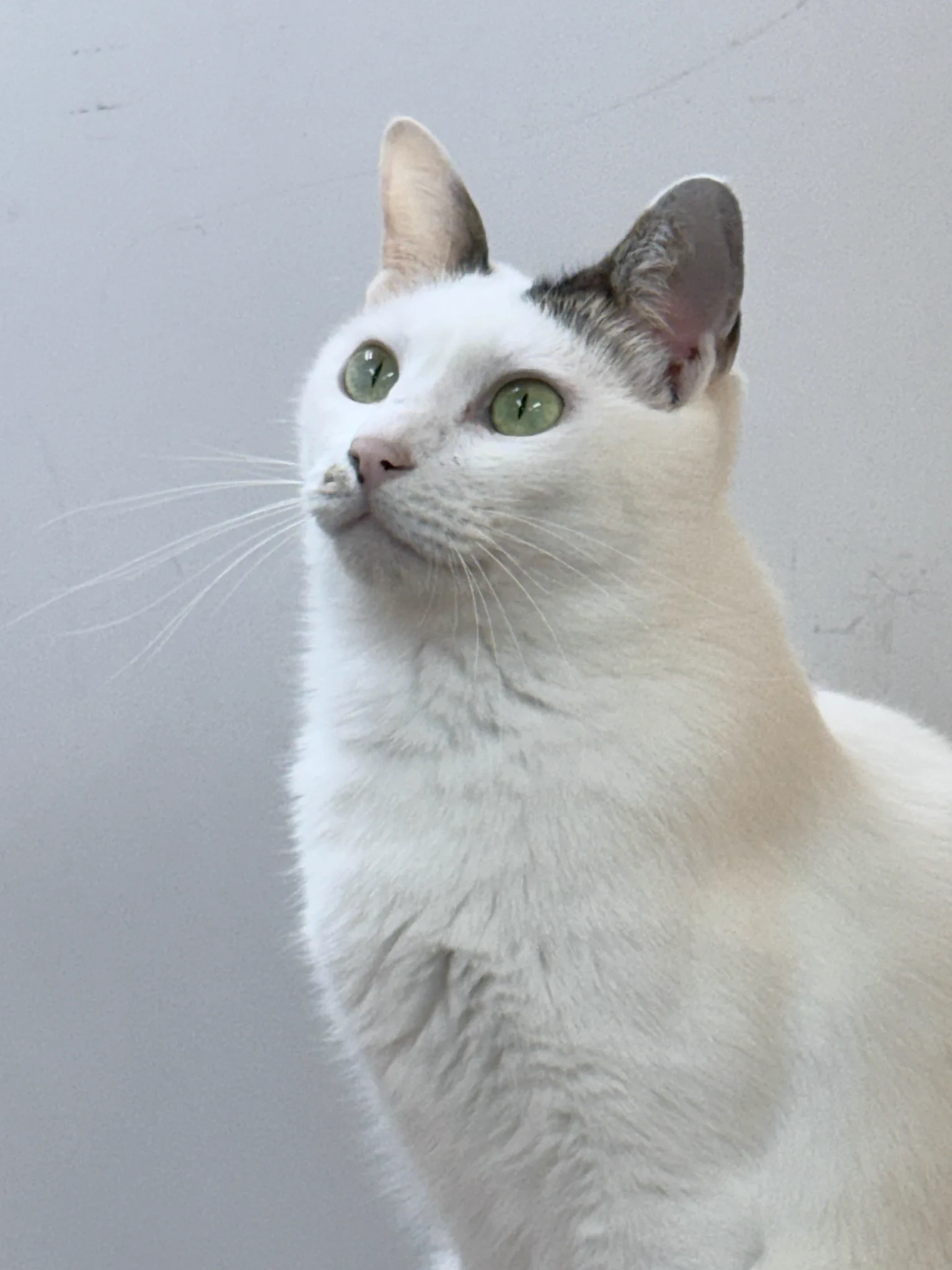 保護猫かふぇ かぎしっぽ on X: 