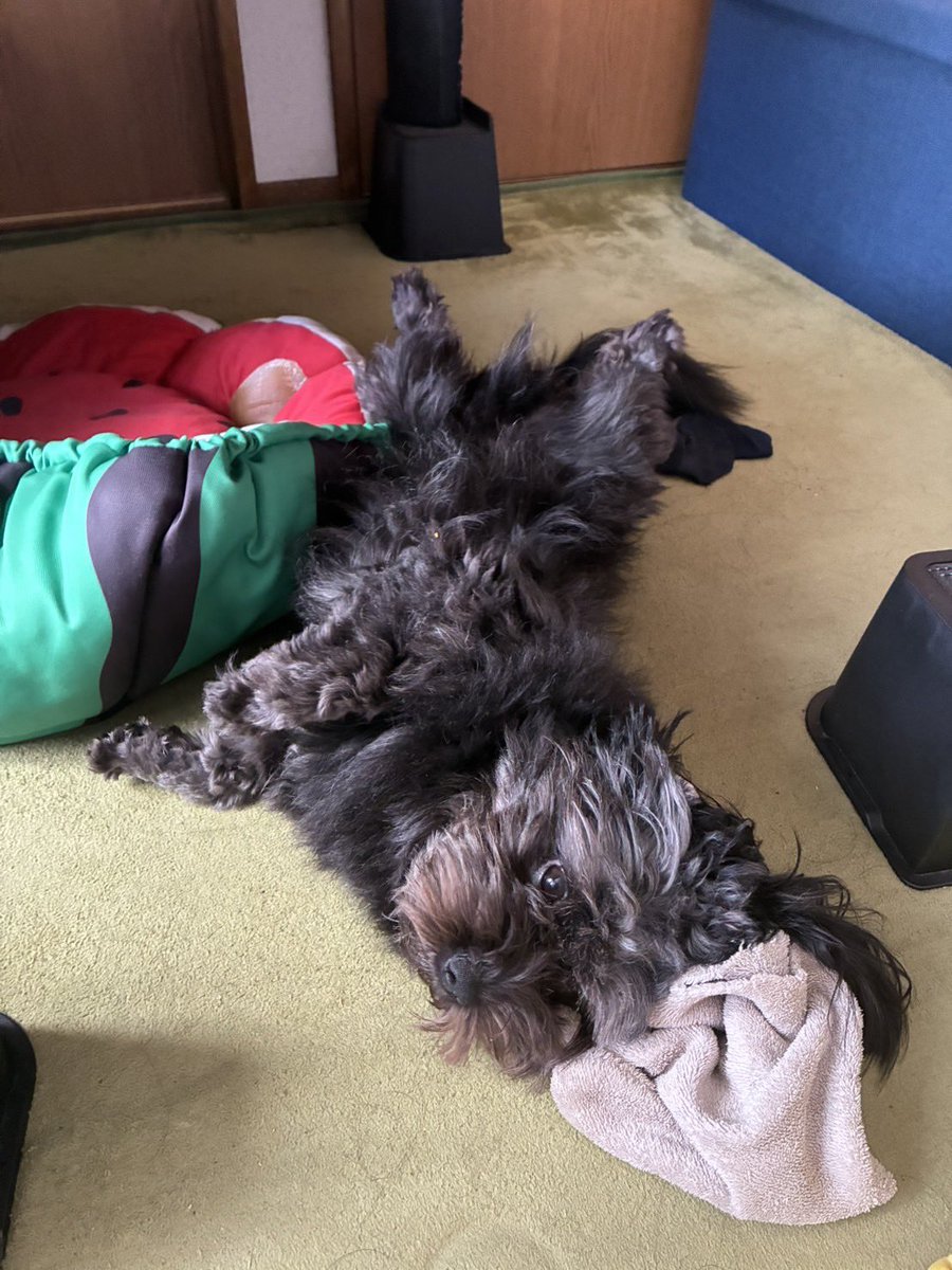 krkm0825's tweet photo. けもののきれいな、ぱっちりおめめ。
 #ポメプー #犬のいる暮らし #くろけも https://t.co/lzjPhaE7cI