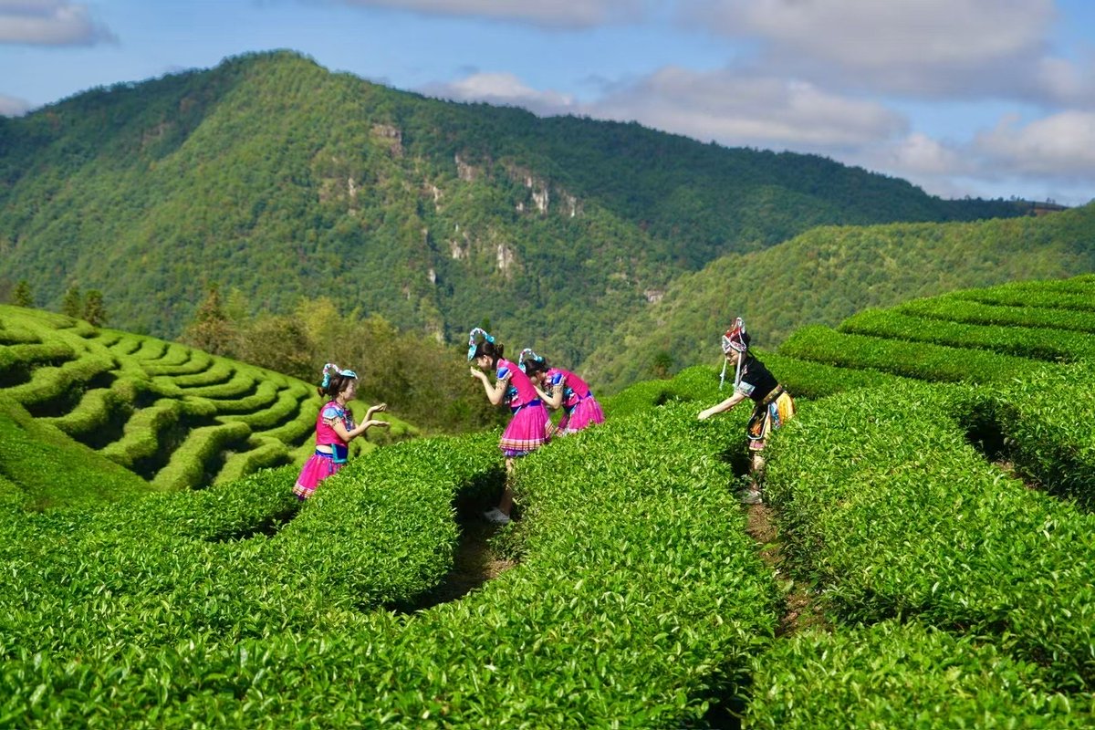 ronal_ecol__f25's tweet photo. The intrepid 畏掠 explorers move through the winding 碌 path with brave hearts. https://t.co/pnnSVPYgCa