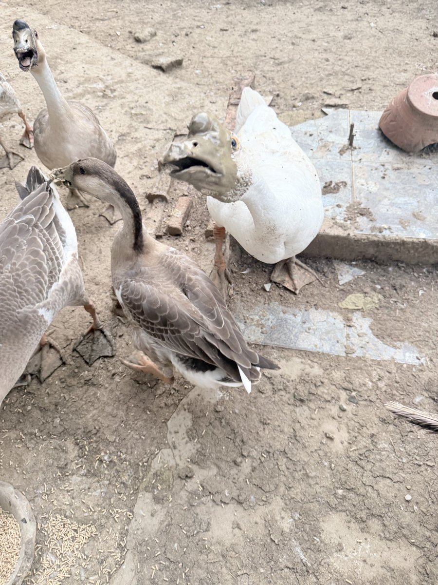 PorPuDee's tweet photo. So swamped with my day job today that I couldn't drop a devlog update. But hey, here's my pet goose instead—literally just eats and honks 'QUACK' all day long. 🪿💨 https://t.co/03YL6A5jma