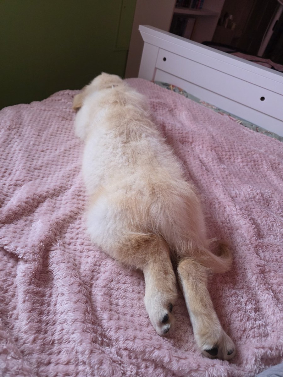 RedRidingLupa's tweet photo. Sleepy time for Blueberry! https://t.co/3rtUJ1GYwd