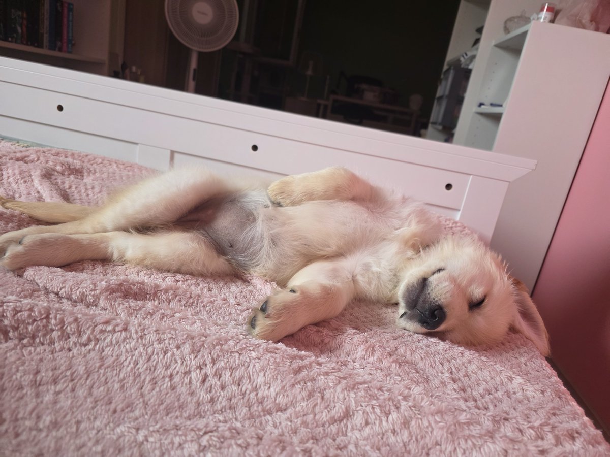 RedRidingLupa's tweet photo. Sleepy time for Blueberry! https://t.co/3rtUJ1GYwd