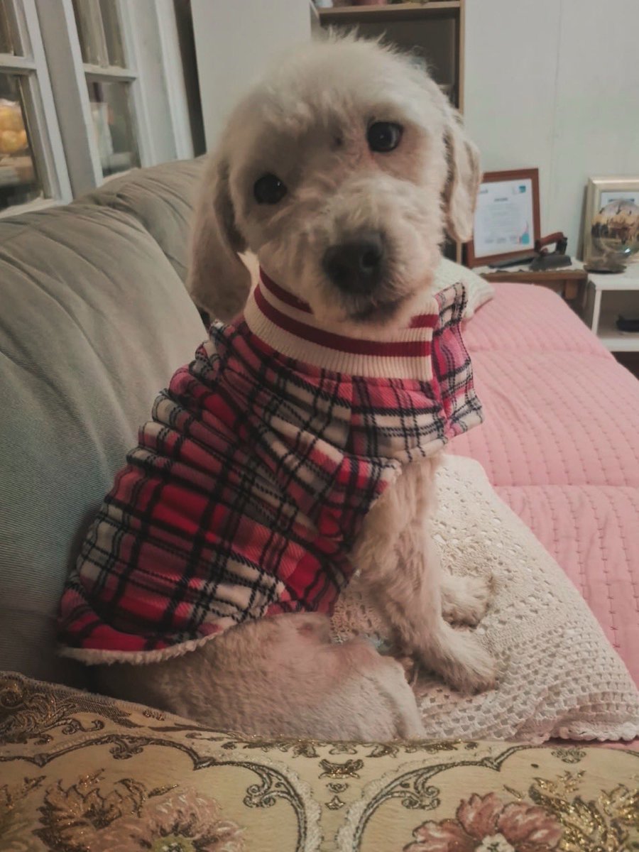 carolinapinoc's tweet photo. Está pequeñita de 6k y año y medio necesita urgente una familia, esterilizada y desparasitada, regalona y sociable, Stgo. WhatsApp +56 9 4262 5383 https://t.co/zFjg6JrfRt