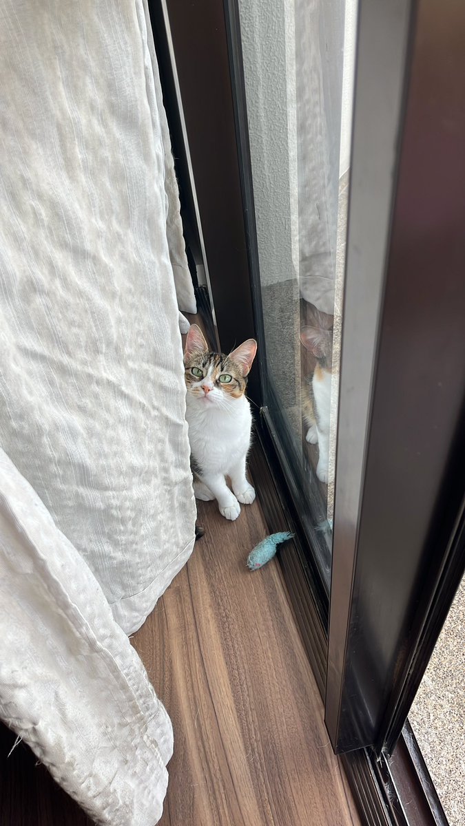 lesbiruto's tweet photo. a amora é um caso parecido, é da raça nasceu em algum canto, alguém achou e botou pra adoção https://t.co/7ukAeA825g