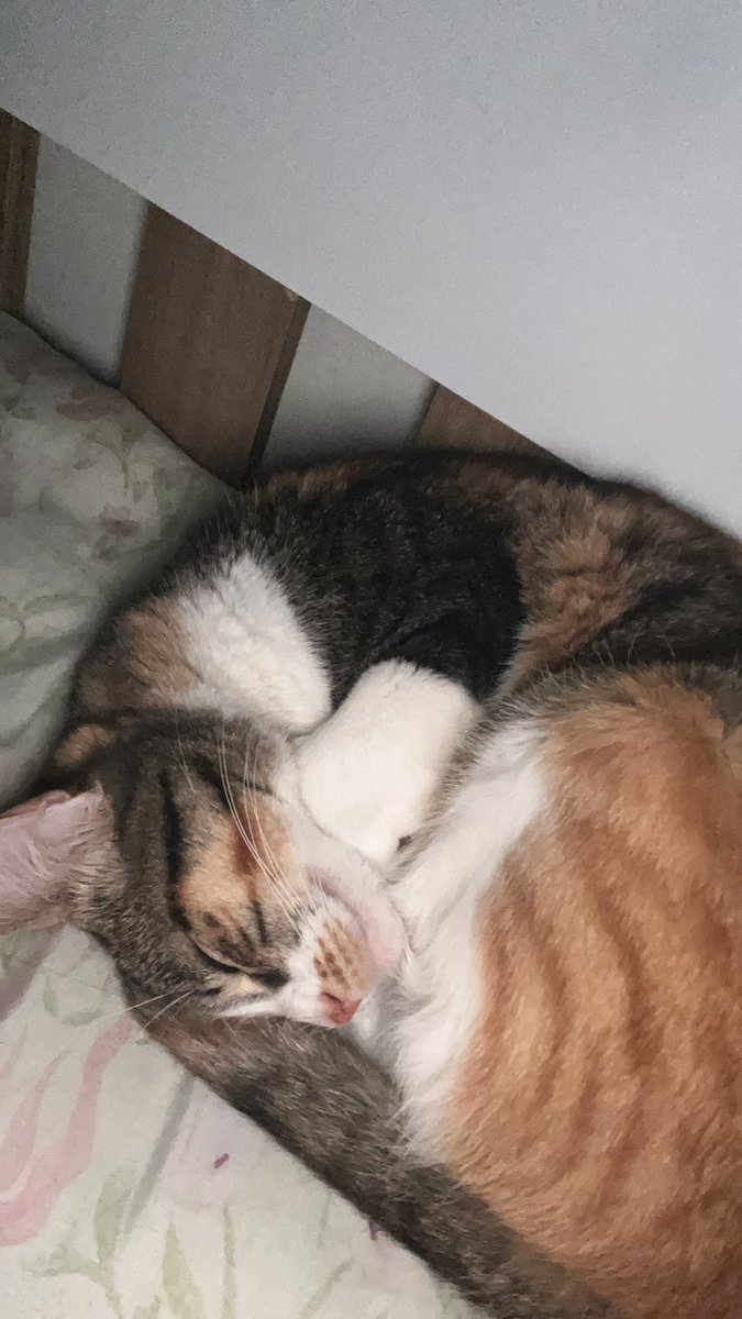 lesbiruto's tweet photo. a amora é um caso parecido, é da raça nasceu em algum canto, alguém achou e botou pra adoção https://t.co/7ukAeA825g
