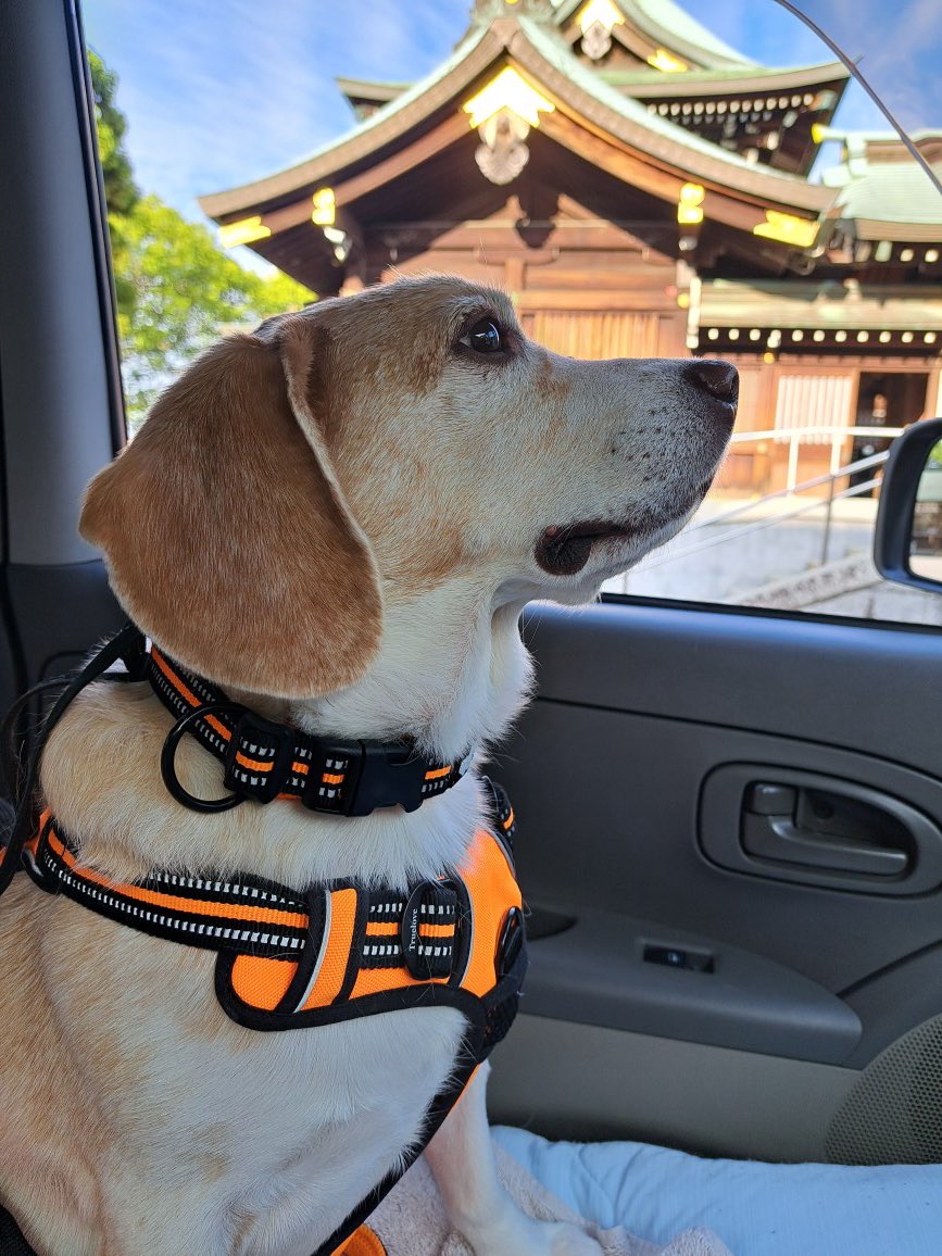 akifummy's tweet photo. 毎月１日のルーチン
早朝のお墓掃除と神社⛩️

日付は変わったけれど、１日は忙しかった。朝のルーチンの後、愛犬の病院、そして私の緑内障検査と仕事以外に多忙でした。私の終幕に向けて、慈しむように時間を過ごしていきたい。 https://t.co/NdAiRP2AKs
