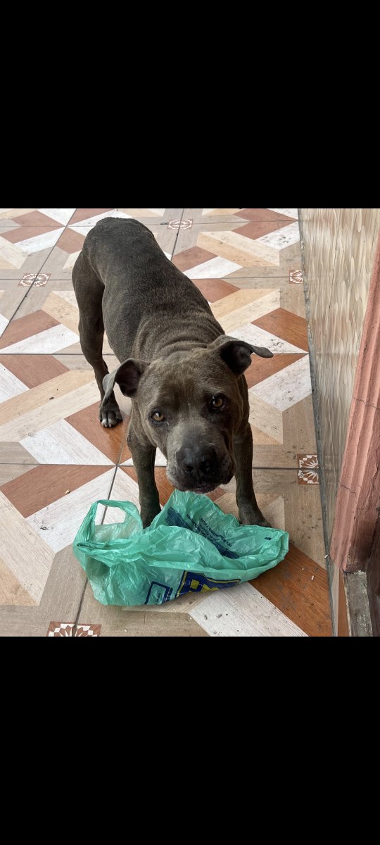 AlertaMePerdi's tweet photo. #ENCONTRADO #GUAYAQUIL
Fecha: 2026-10-01
Sector: Sur, Suburbio Calles 22 y Francisco Segura
Sexo: Macho
Raza: Mestizo tipo bull
Observación: Color gris con blanco
Contacto: 0996474697
¡Ayúdalo a volver con su familia!
 #AlertaMePerdí https://t.co/IKkt84cSVk