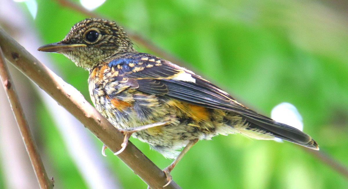 sofiQayoom's tweet photo. Blue Capped Rock Thrush, Juvenile 

#Birdsofbaramulla
Kashmir 

@IndiAves @birdsoftheworld @NatureIn_Focus @Canon_India https://t.co/tWDW3YQHCO