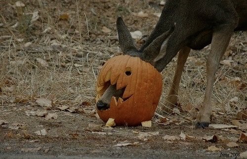lunarhoneyyy's tweet photo. it's October 1st 🍂 https://t.co/KD3eEstVsA