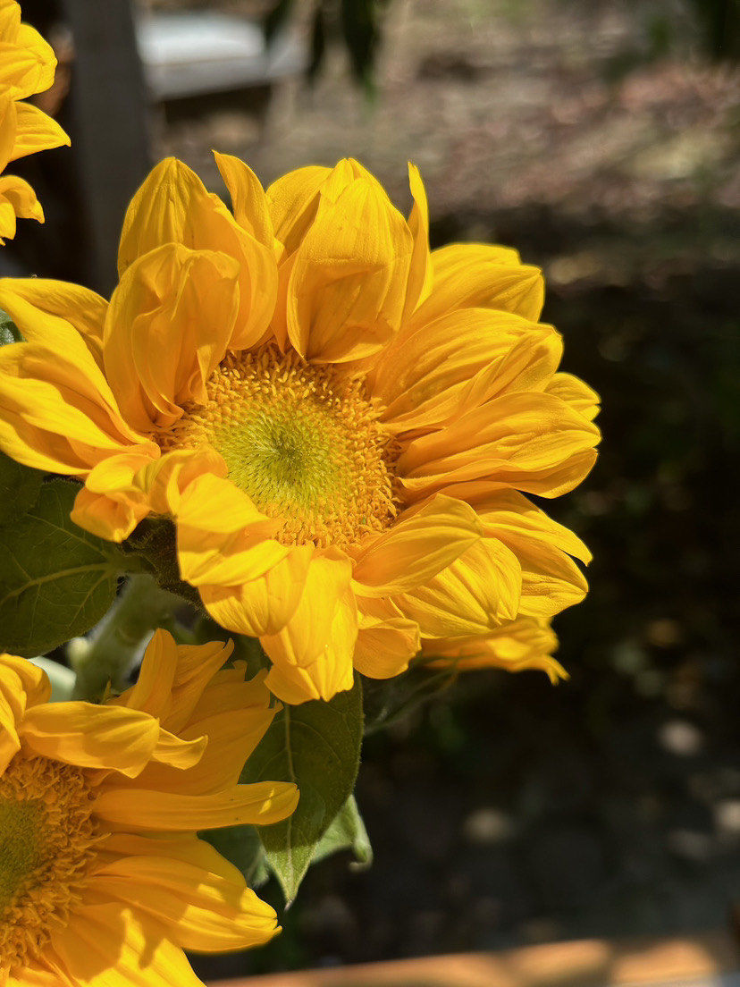 thisis_audr_375's tweet photo. [Marigold blooms under the sun, adding a warm touch to the quiet morning. A small scene of beauty waiting to be noticed!] https://t.co/OcURAxBUO7