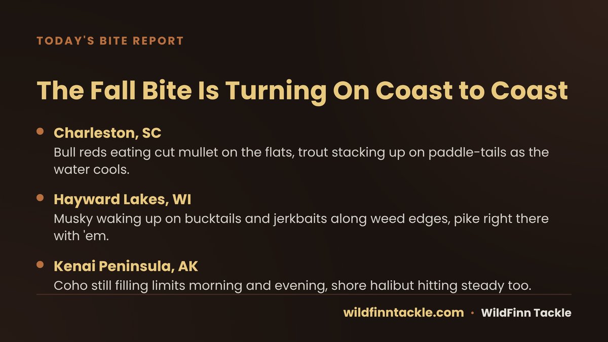 WildFinnTackle's tweet photo. The fall bite's turning on all over — bull reds and trout lighting up the Charleston flats, musky waking up on Hayward Lakes' weed edges, and Kenai coho still filling limits with halibut right behind. Where you fishing this week? https://t.co/2M7ML86R2Z