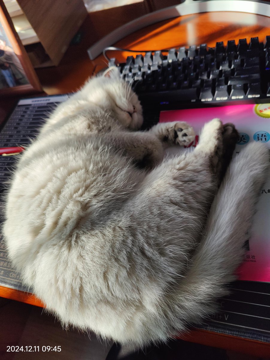 DebraFlannjac1's tweet photo. Hoy en la oficina, el gato de la recepción se sentó en mi teclado y escribió un informe de proyecto con líneas de gatos https://t.co/mAEqh7TsJF