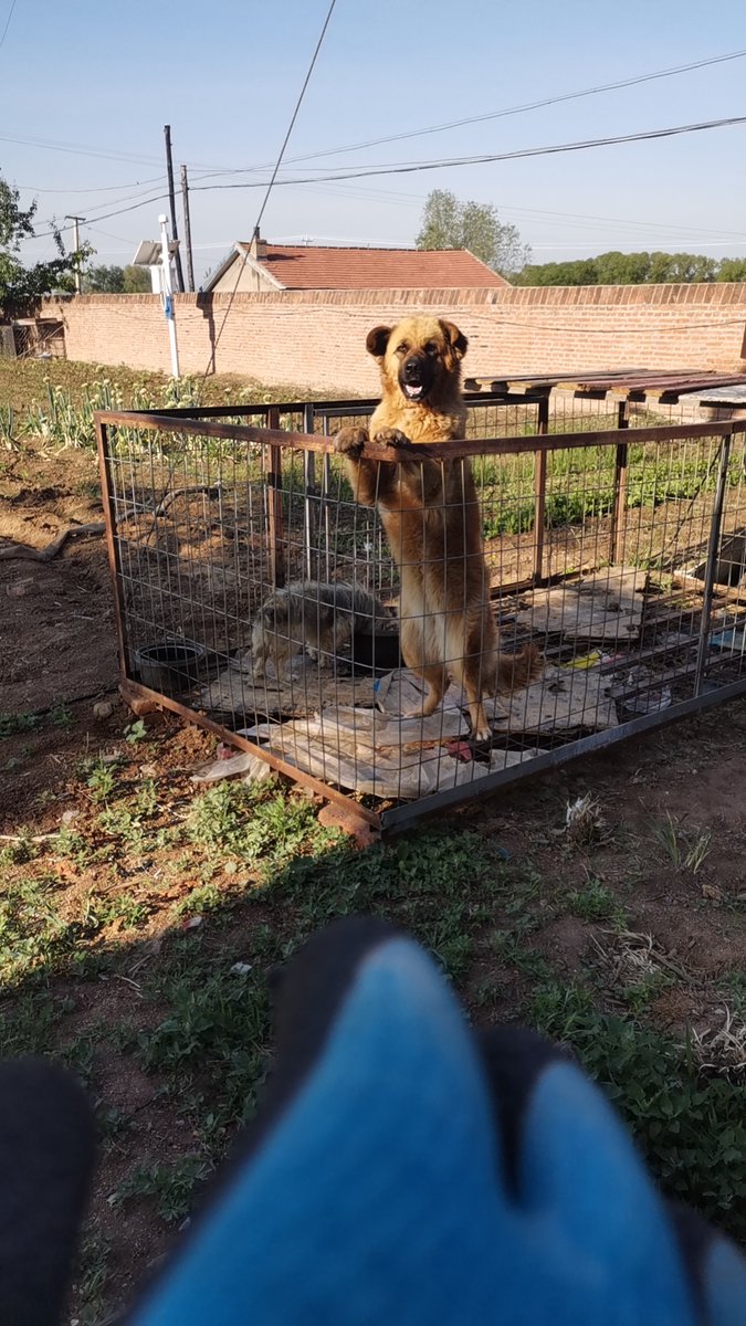 devihoey's tweet photo. Mystery sparks rivalry as the first dog barks through dawn. https://t.co/xXMLNtM57L