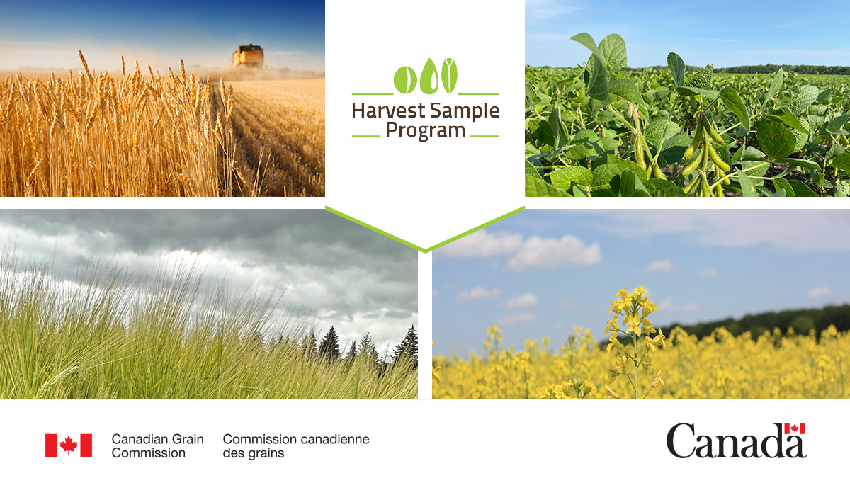 mb_cropalliance's tweet photo. Have you signed up for the Harvest Sample Program?
Send your grain samples to the @Grain_Canada this fall to receive info on grain grade, protein and other results at no extra cost.
Learn more and sign up: https://t.co/KJA5zxQU9o
#cdnag #westcdnag #MbAg https://t.co/hzsr0XElrA