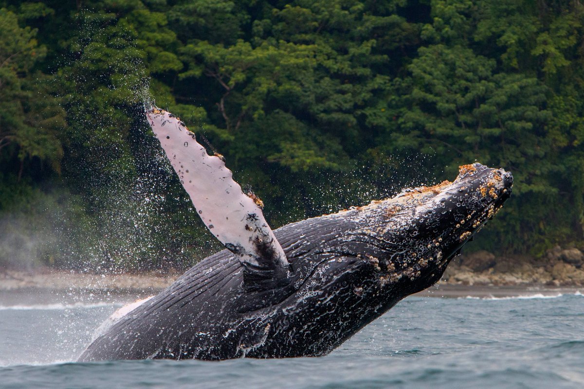 MooreCharitable's tweet photo. This October, we're spotlighting the species at the center of MCF's #conservation work, from humpback whales in Panama to red-cockaded woodpeckers in North Carolina. Follow along as we celebrate the animals that keep these ecosystems running. 🐋 https://t.co/tpq7wKEsvv