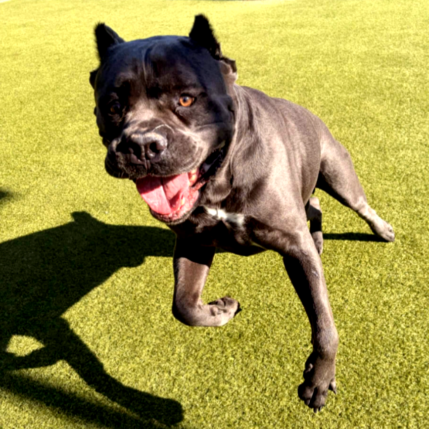 animalkeepersd's tweet photo. Banks is in Mid Juke
https://t.co/dyHW6Chn0H
#banks #juke #midjuke #doggo #doggiedaycamp #doggiedaycare #dogdaycamp #dogdaycare #daycare #dogcamp #camp #bigdogcamp #tinytots #tots #pets #dogs #sd #sddogs #sdpets #sandiego #sandiegodogs #sandiegopets #powaydogs #powaypets #poway https://t.co/k7KU1I2w5Q