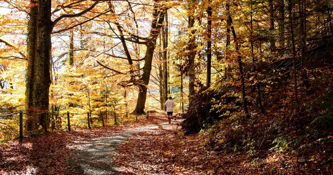A man jogging in the forest during fall.