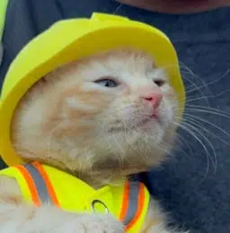 LNDsolana's tweet photo. Bro hardhat inu is dogshit

I have the best narrative for this

Sue wif hardhat https://t.co/hJZguxXChB