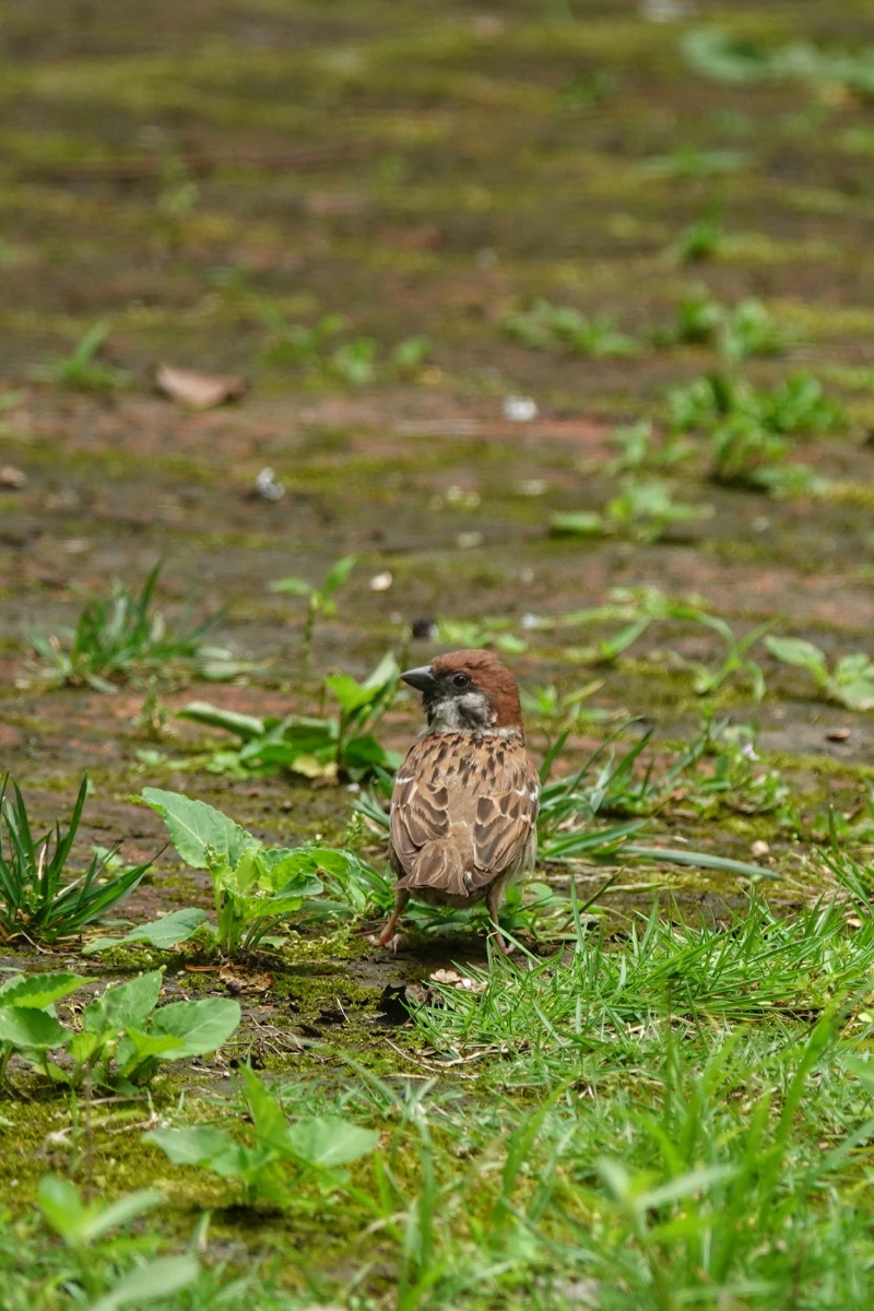 rickyzulkarnae3's tweet photo. By the riverside embankment, a lucky little sparrow acts so cleverly in the quiet lawn. https://t.co/kkY5fCqfoZ