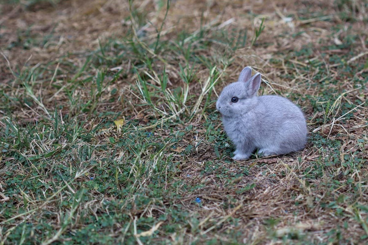 tgirlcuddles's tweet photo. the smallest bunny in the world https://t.co/Osb9HsUgUd