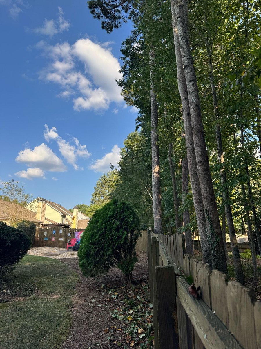 appalachian_of's tweet photo. Smyrna, GA: trees pruned back from the fence line to lift the canopy, open the backyard to more sunlight, and create space along the fence. #SmyrnaGA #TreePruning https://t.co/PJbmvNZela