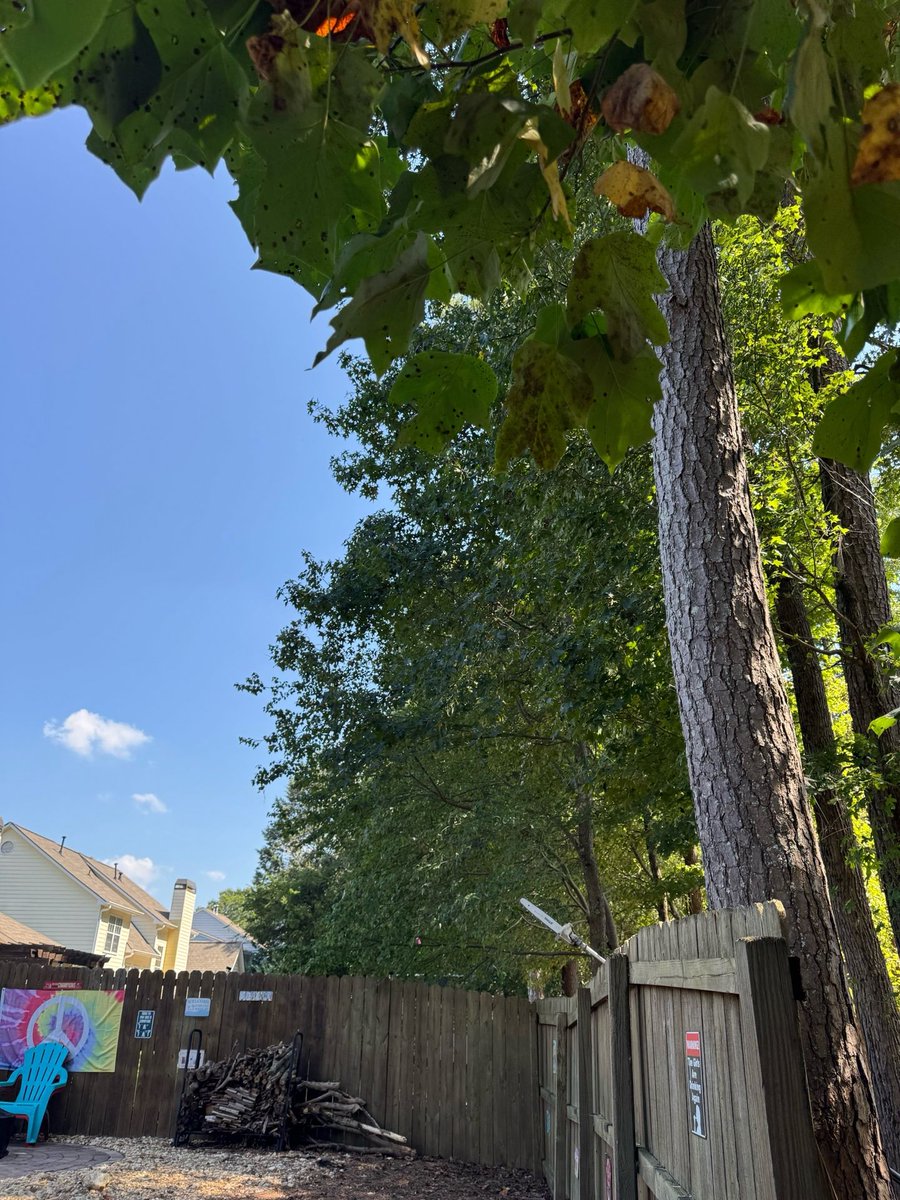 appalachian_of's tweet photo. Smyrna, GA: trees pruned back from the fence line to lift the canopy, open the backyard to more sunlight, and create space along the fence. #SmyrnaGA #TreePruning https://t.co/PJbmvNZela