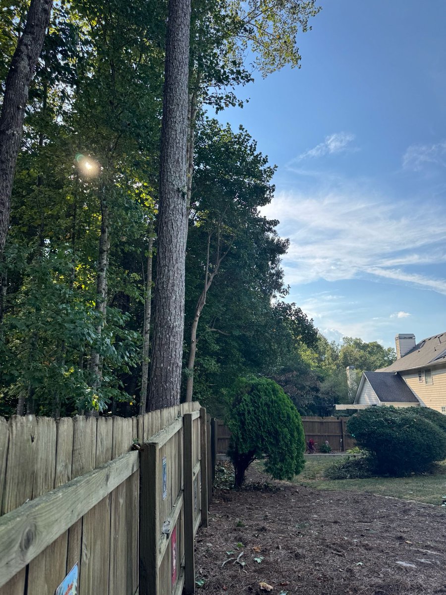 appalachian_of's tweet photo. Smyrna, GA: trees pruned back from the fence line to lift the canopy, open the backyard to more sunlight, and create space along the fence. #SmyrnaGA #TreePruning https://t.co/PJbmvNZela