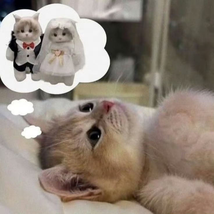 Fokoz_ok's tweet photo. How I fall asleep on the first day of October be like：

#nookalex https://t.co/9pN6OIwsqC