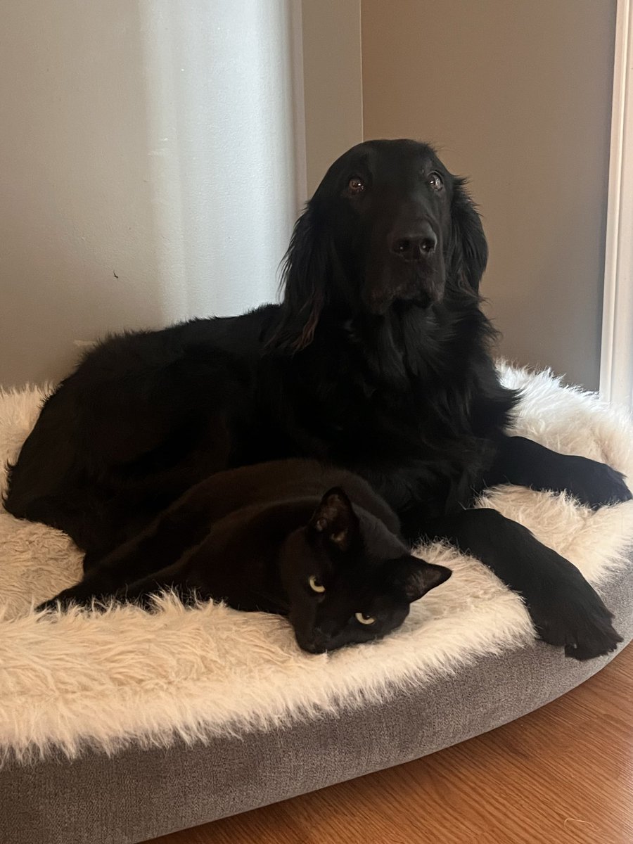 Dropsofstupider's tweet photo. My cousins cat and dog are best friends and look like actual siblings lol https://t.co/H3y2jrAzvJ