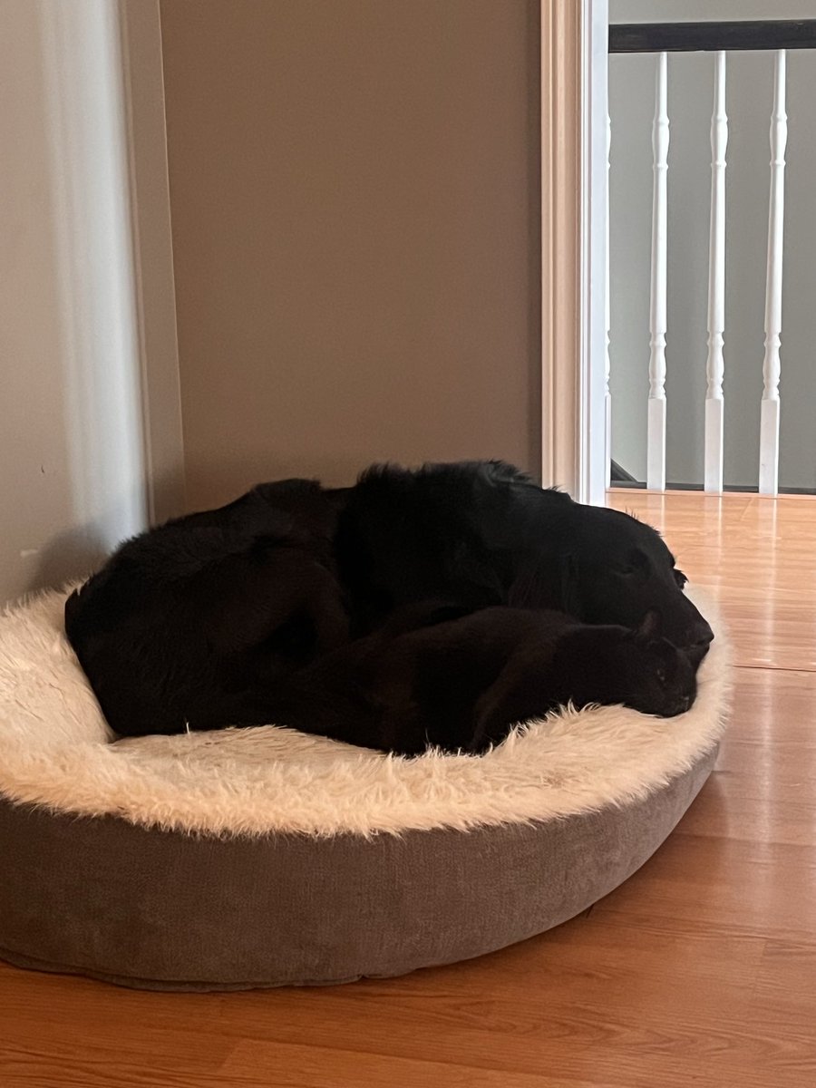 Dropsofstupider's tweet photo. My cousins cat and dog are best friends and look like actual siblings lol https://t.co/H3y2jrAzvJ