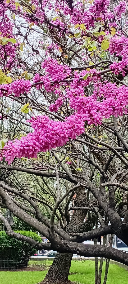 ivonne_fagundez's tweet photo. El arbol del amor. Florece antes q aparezcan las hojas. 💗 #Mdeo https://t.co/ol7mjaq96Y